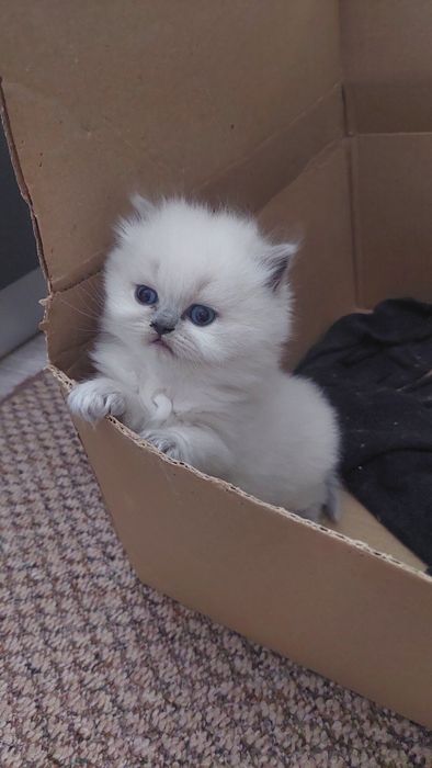 Продам котят шотландські гостровухі Блу поінт