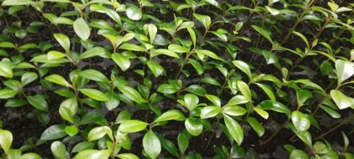 Mudas de Eugénias só tabuleiro 112 unidades