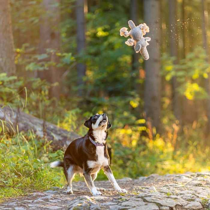 Zabawka Dla Psa Szarpak Pluszak Ze Sznurem Słoń Idealna Zabawa Dla Pup
