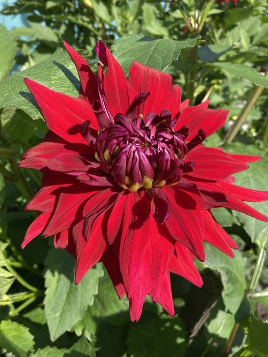 Жоржини георгіни квіти