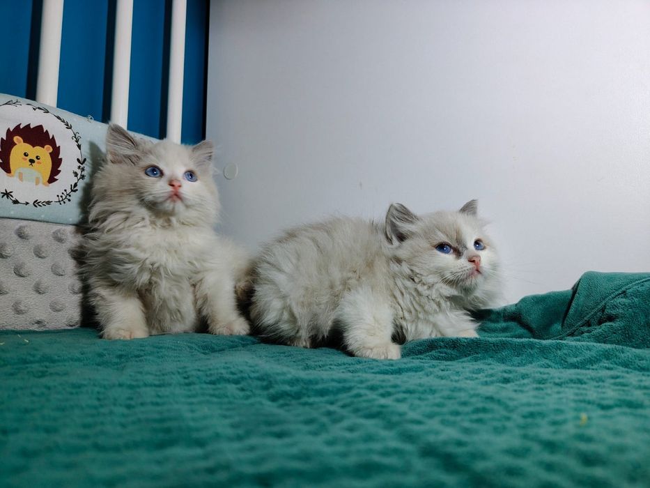 Cudowny Kocurek Ragdoll gotowy do odbioru