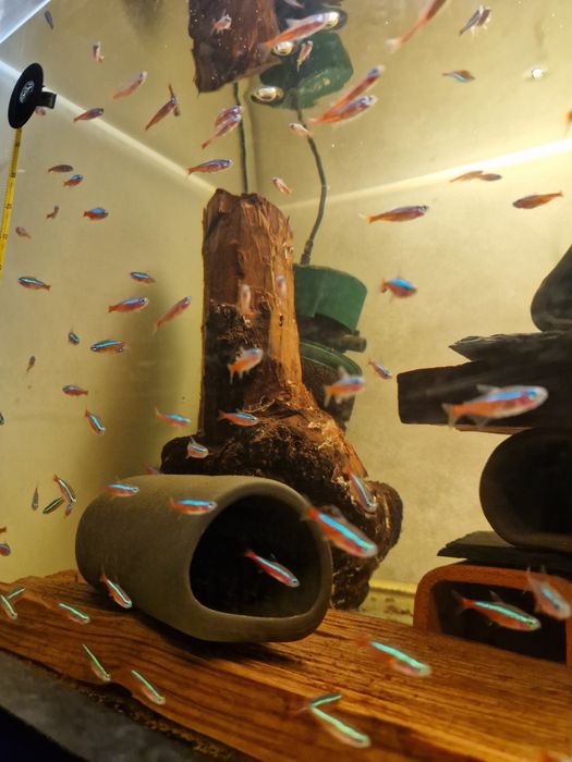 Neon czerwony neonka / neonki