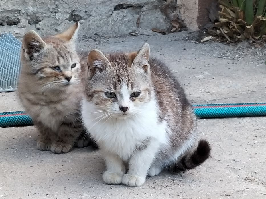 Oddam kotki 2 miesieczne