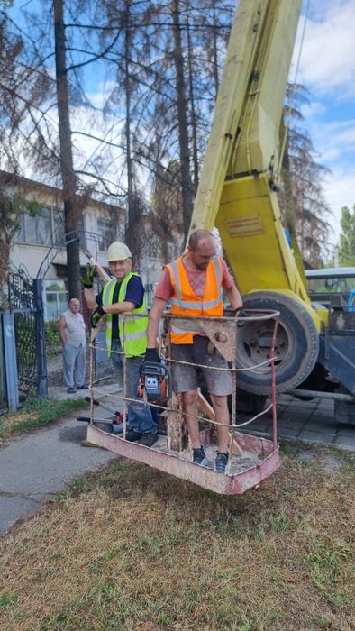 Спил деревьев с вывозом веток