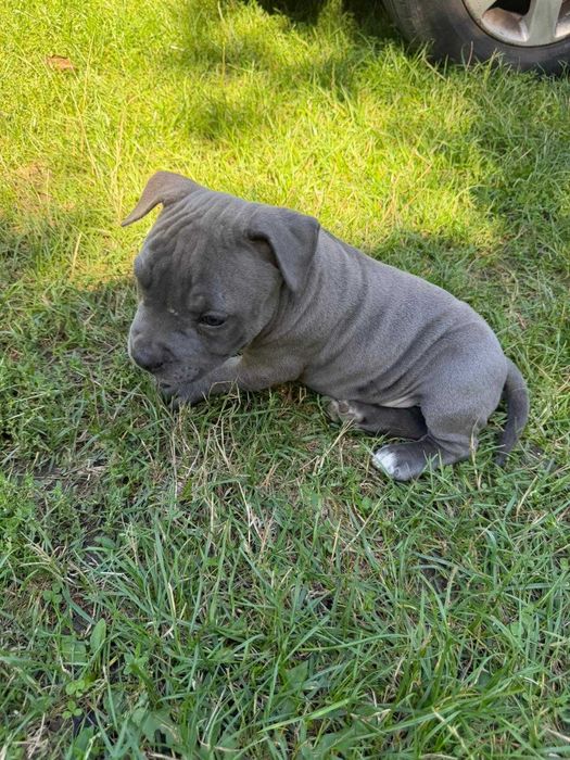 Amstaff American Staffordshire Terrier blue capp