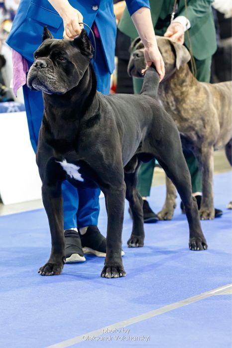 Вязка Кане Корсо Хлопчик з документами КСУ