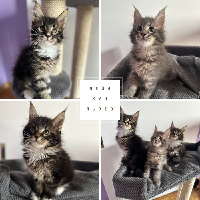 Мейн кун кошенята