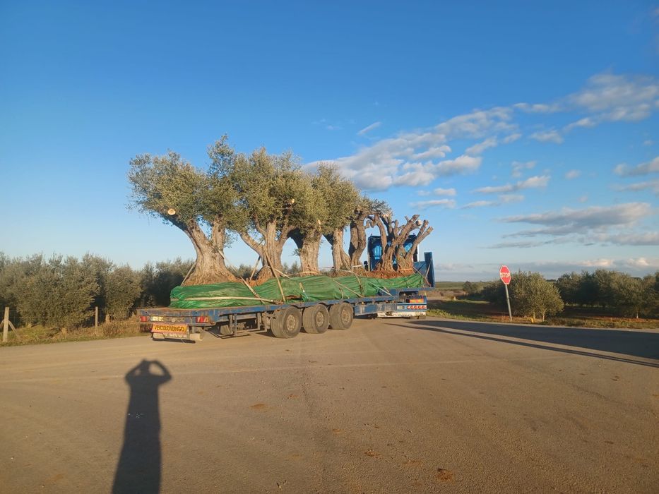 Oliveiras centenarias e venda de terra preta. Transportes