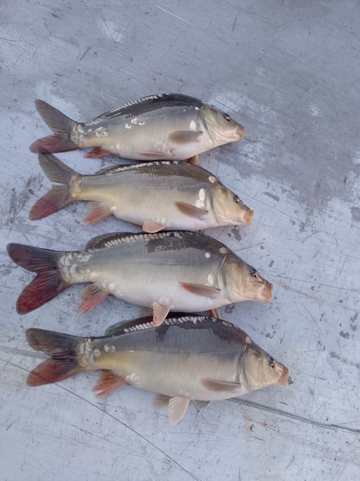 Karp kroczek sprzedam