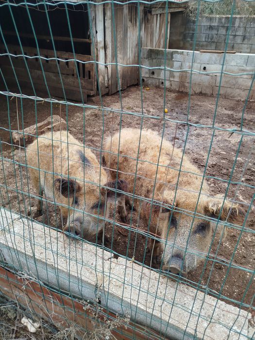 Porco ovelha para venda