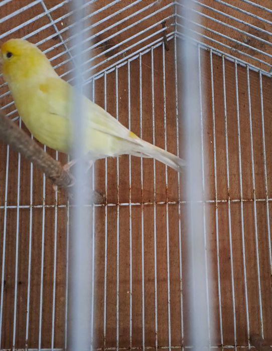 Canarios femeas 2025