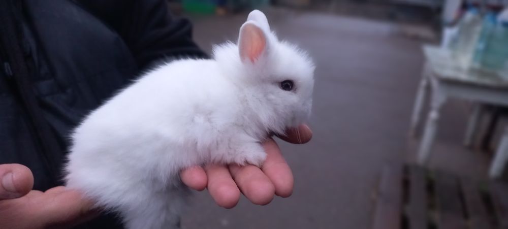 Кролики карликовые