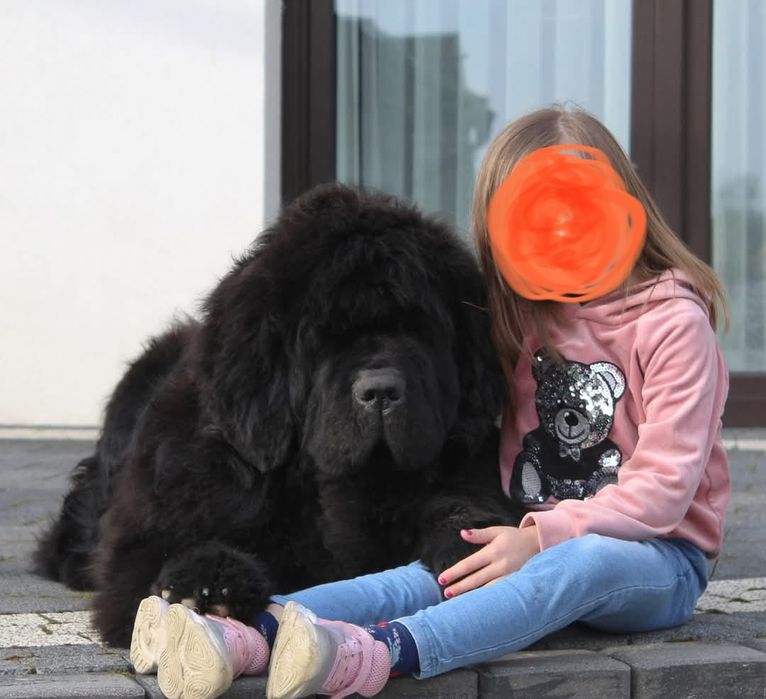 Nowofundlad szczenięta ZKwP FCI