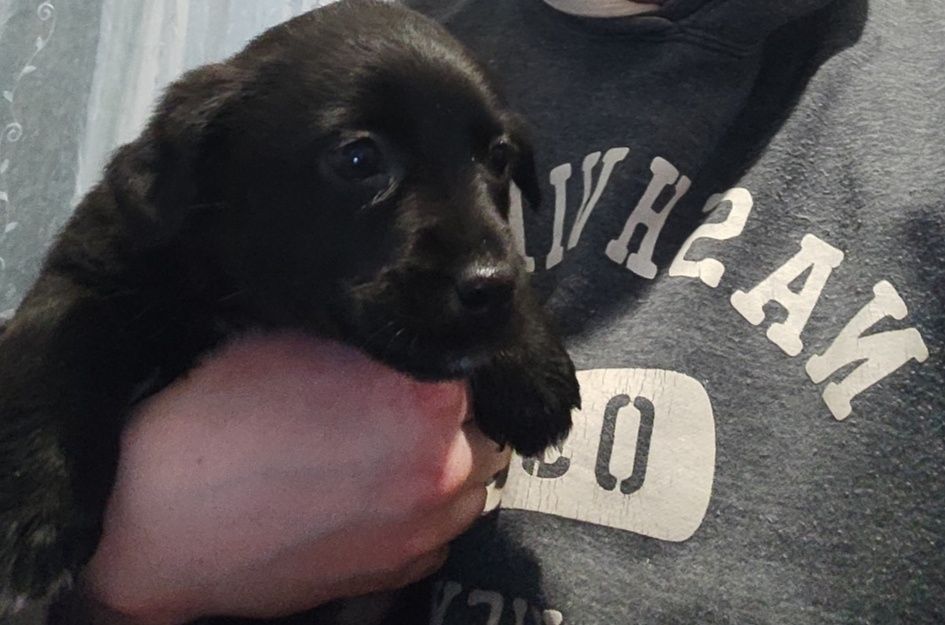 Милі щенята шукають люблячий дім