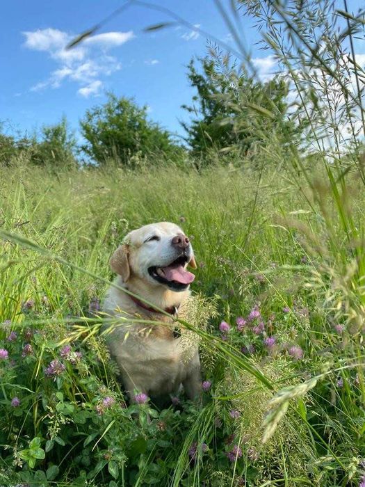 Domowy hotel dla psów, kotów i gryzoni, opieka nad psem - Świdnica