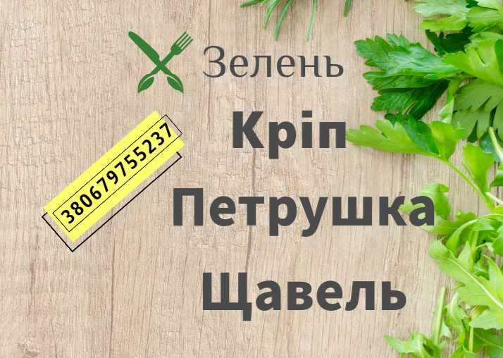 Насіння Кропу Кущового.  Насіння Петрушки Листової. Насіння Щавлю.