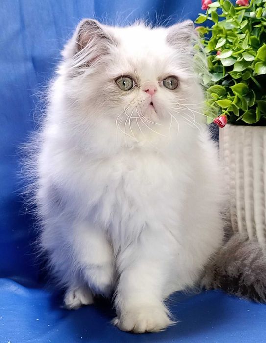 Персидський хлопчик Дієго