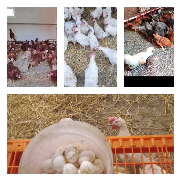 Продам кури несушки! Доставка безкоштовна. Звенигородка!