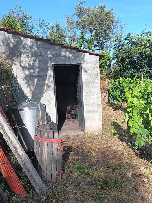 Terreno Agrícola com Vinha e Árvores de Fruto