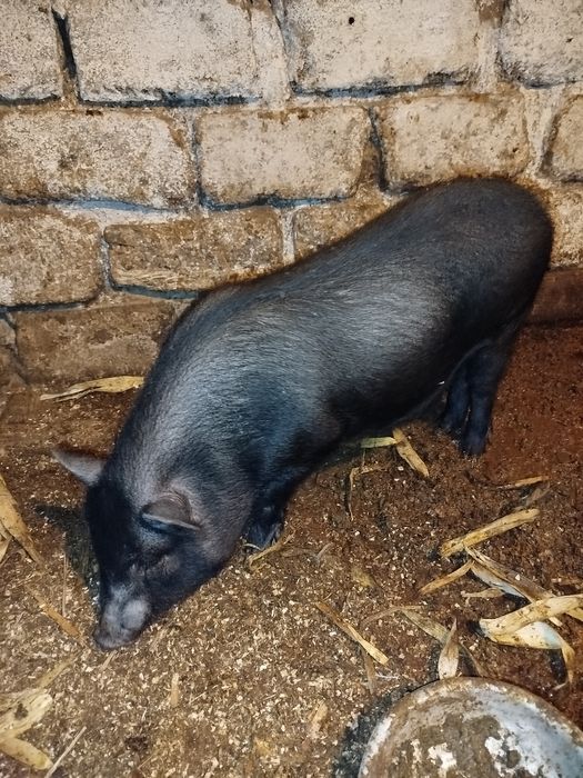 В'єтнамські поросята