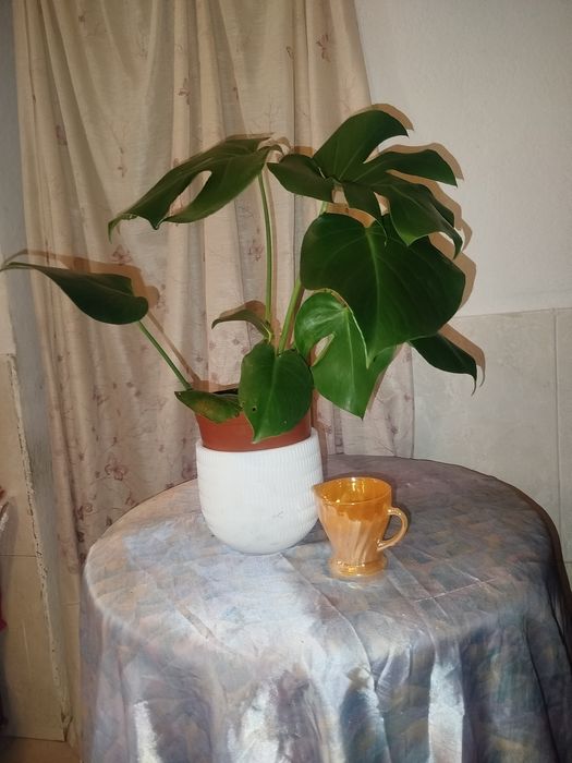 Monstera Deliciosa (Costela-de-Adão) Saudável – 45-50 cm