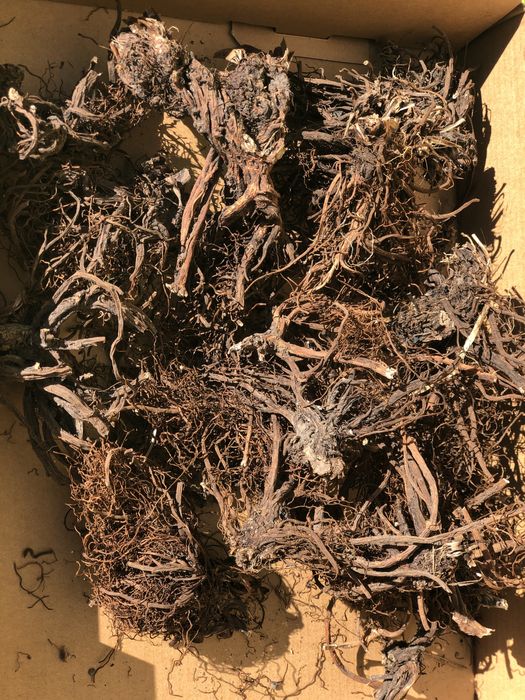 Аконіт Борец