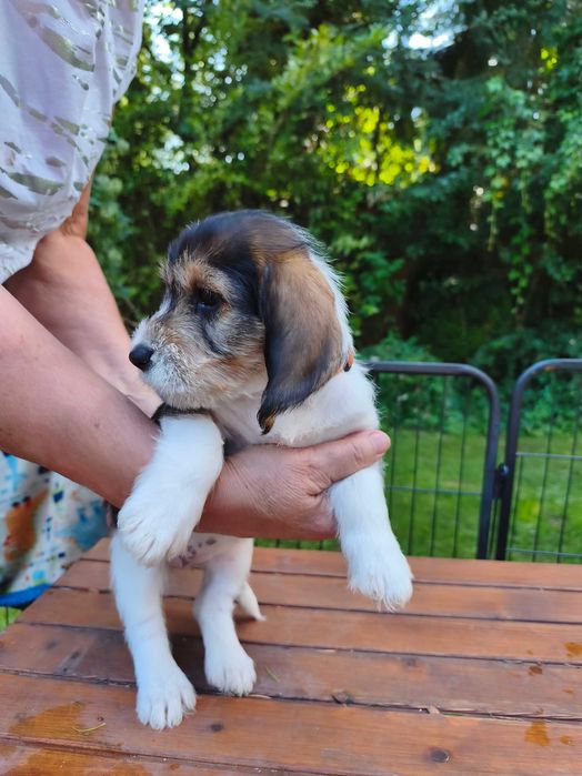 Petit Basset griffon Vendeen FCI