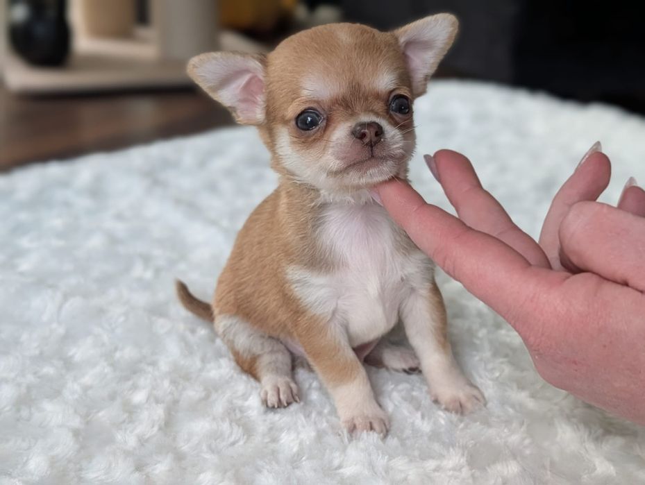 PINKO Chihuahua wyjątkowy chlopiec XS