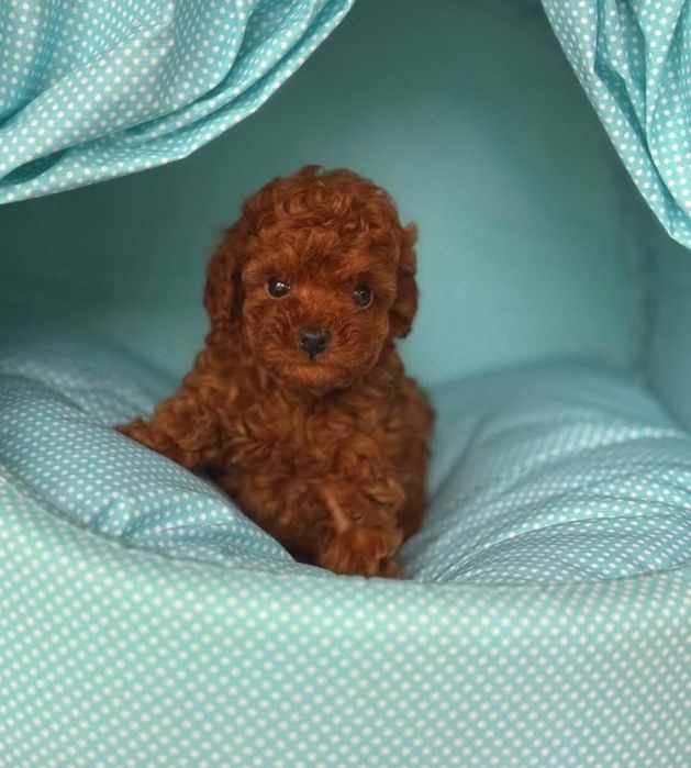 Малиш  . той пудель Ред браун