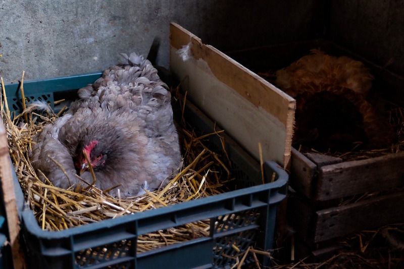 Kury Kochin Olbrzym kwoki