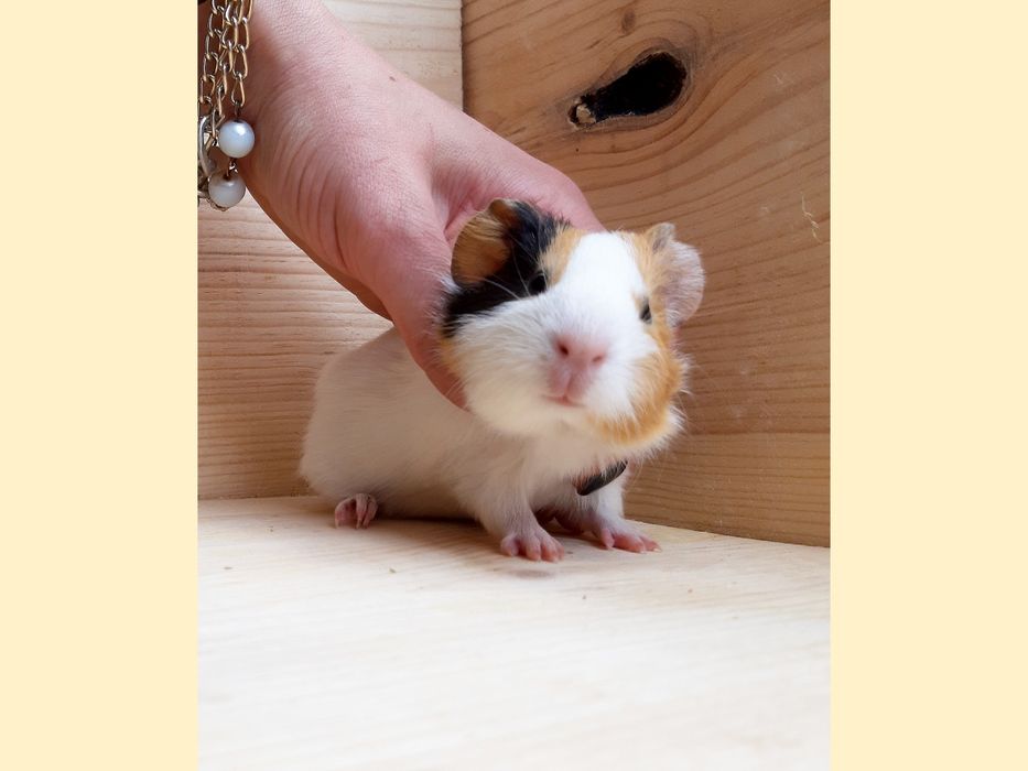 Морские свинки,клетки,корма,аксессуары