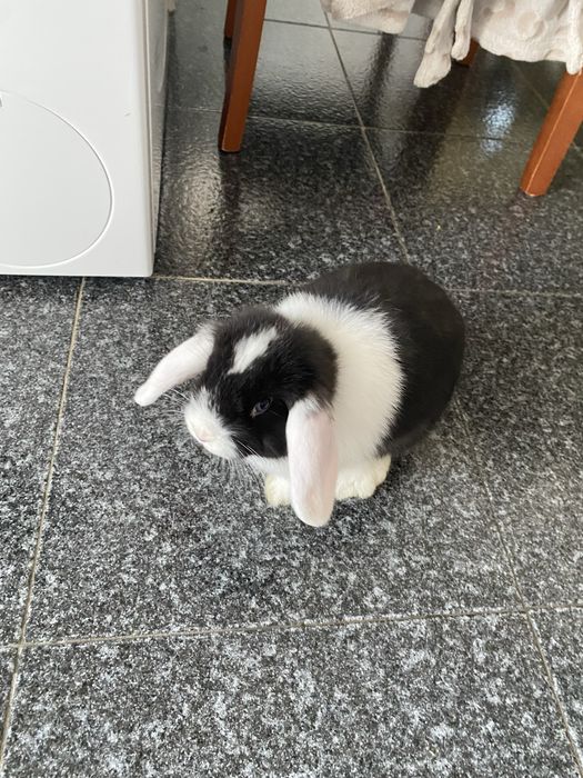 Coelho doméstico preto e branco + gaiola