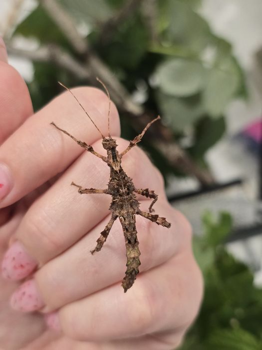 Straszyki Trachyaretaon sp. North Luzon/ modliszki, ptaszniki