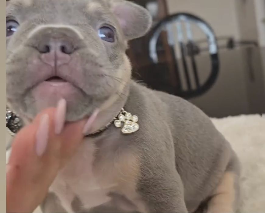 Bulldog Francês Lilac  excelente genetica