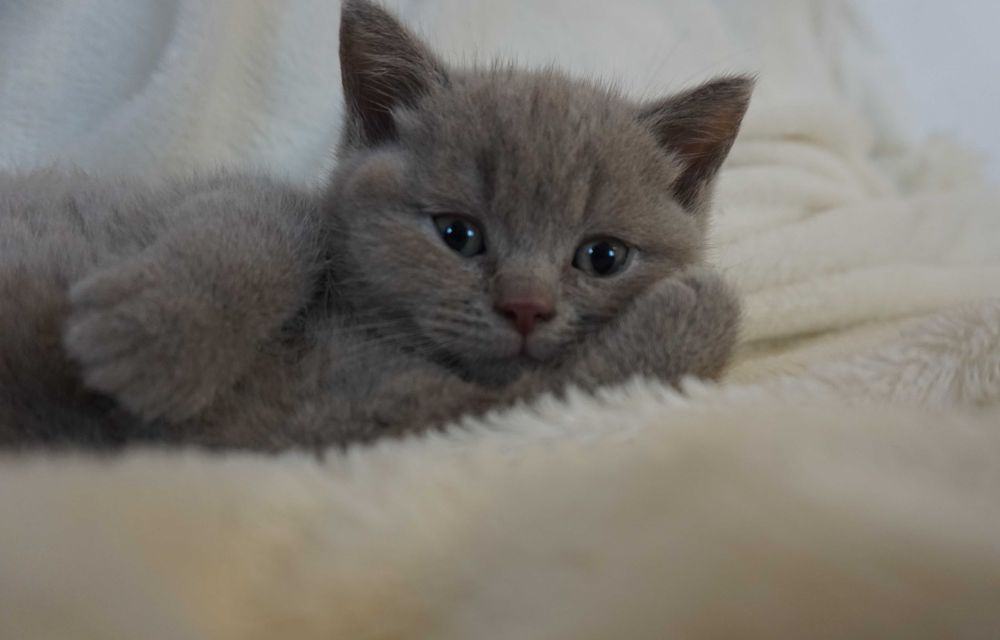 kotek brytyjski, kotka, kolor liliowy i niebieski