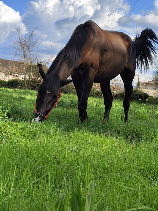Lusitano Castrado – 4 Anos – Documentado – 1,65 m