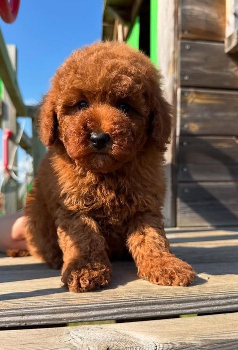 Супер красавчік.   той пуделЬ