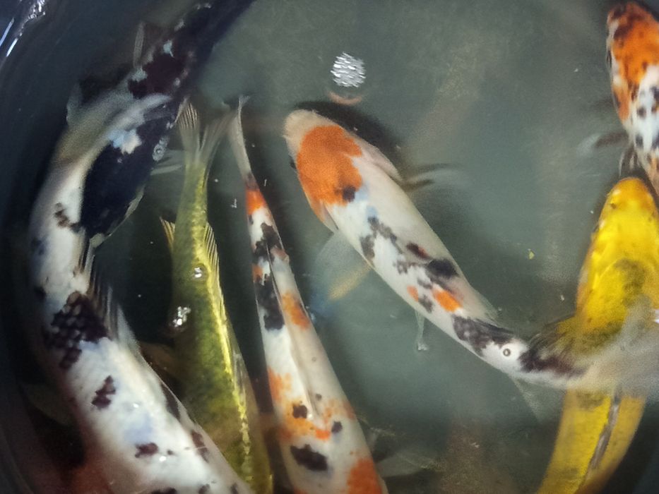 Karp koi w sprzedaży,..