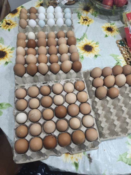 Vendo ovos caseiros