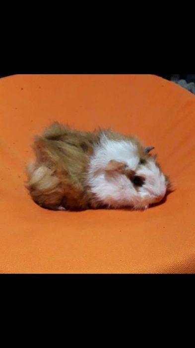 Морська свинка,  порода розетка.