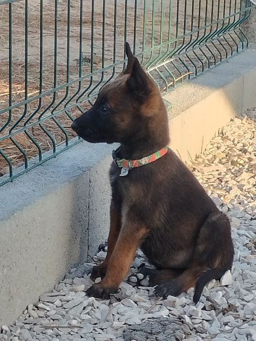 Pastor belga malinois