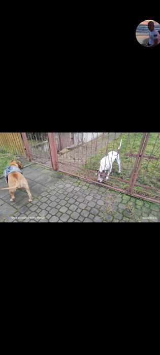 Amstaff szczeniaki brązowe i blue