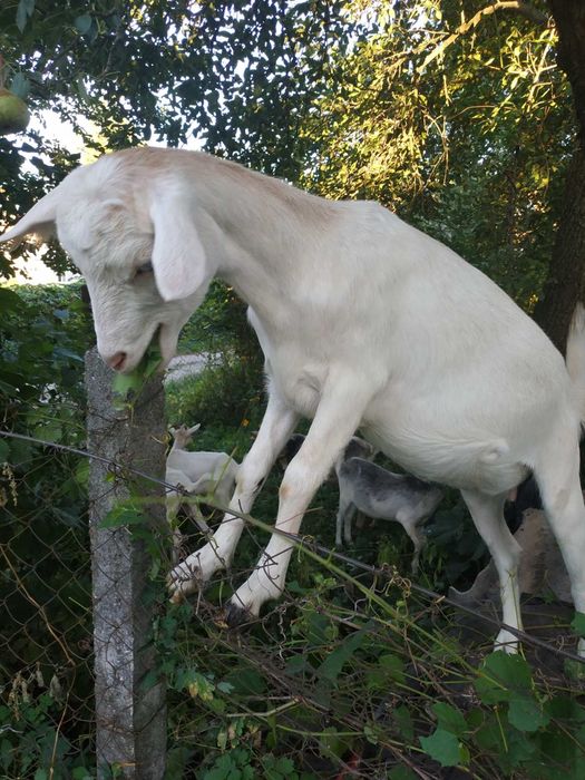 Молоді козлики та козочки.