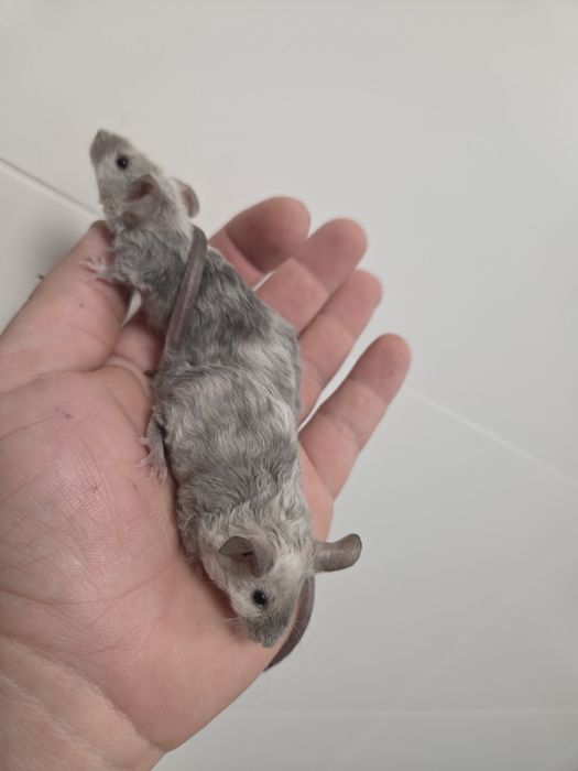 Sprzedam myszy rasowe różnych odmian