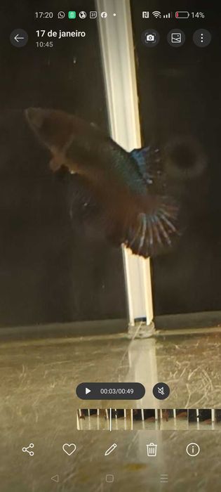 Fêmeas bettas halfmoon
