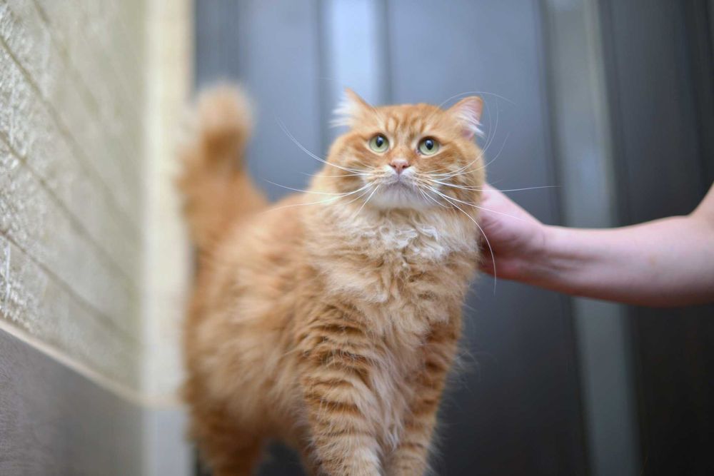 віддам кота, лагідний, 3 рочки