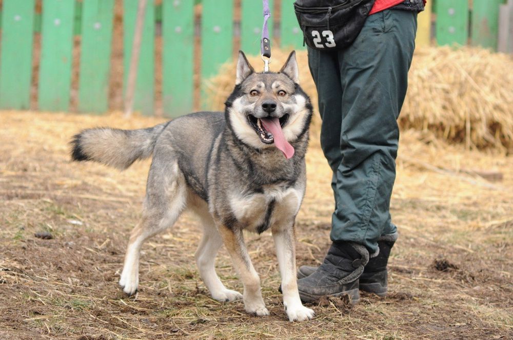 Волкособ.Настоящая собака для настоящего хозяина