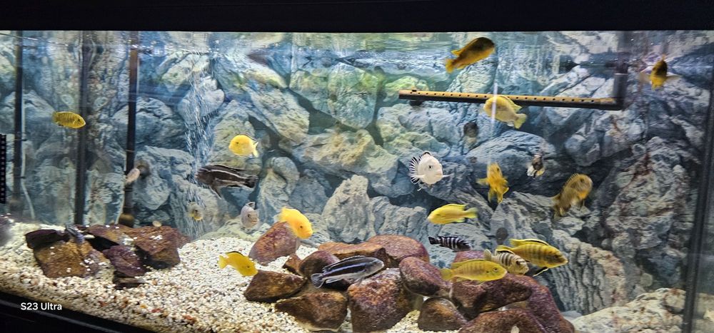 Akwarium 250l z pyszczakami