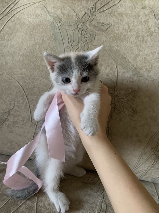 Віддам котика (дівчинка)