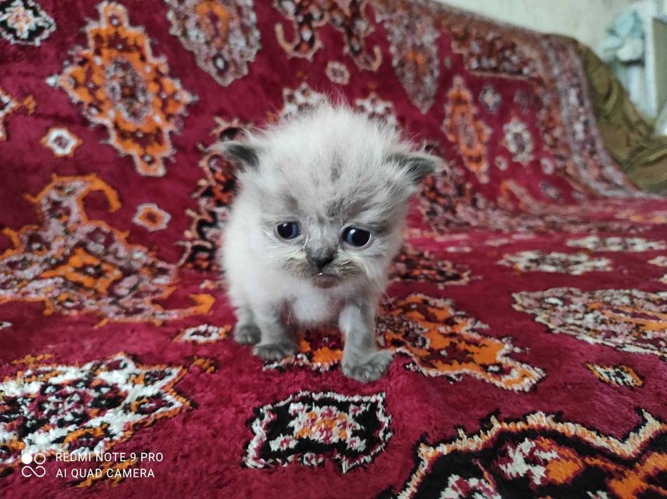 Котенок персидский гималайский